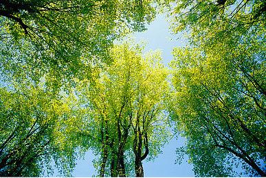 NS专用时尚换装＆社交游戏《时尚造梦》香港地区早期购入特典情报公开！